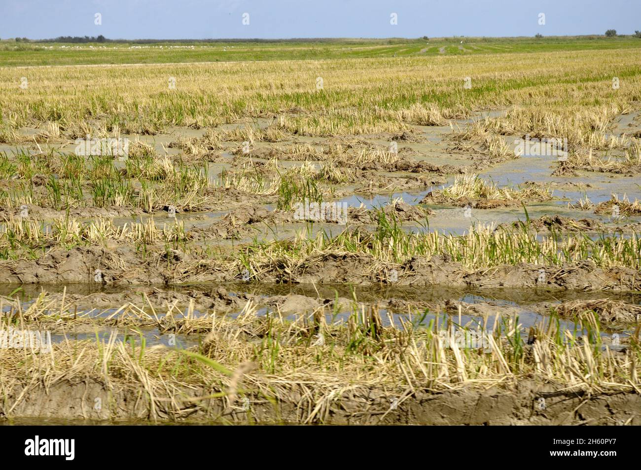 Champs de riz fraîchement moulus à , Isla de Buda , Sant Jaume d'Enveja, Delta del rio Ebro, Montsià, Tarragone, Catalogne, Espagne Banque D'Images