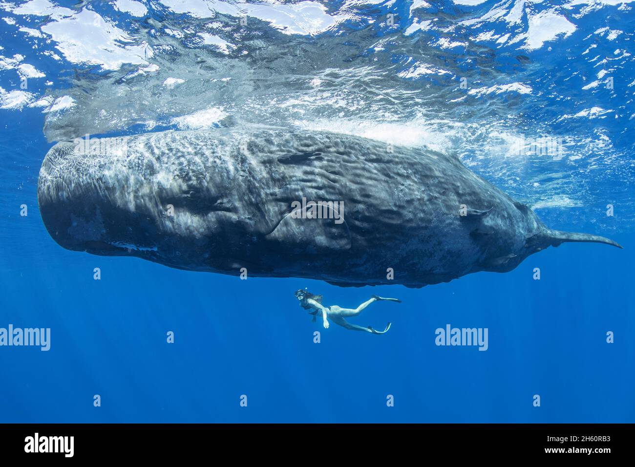 Mike Korostelev a utilisé un appareil photo Canon 5d Mark II doté d'un objectif fisheye pour capturer ces gros plan.OCÉAN INDIEN : une BELLE image a capturé un bon Banque D'Images