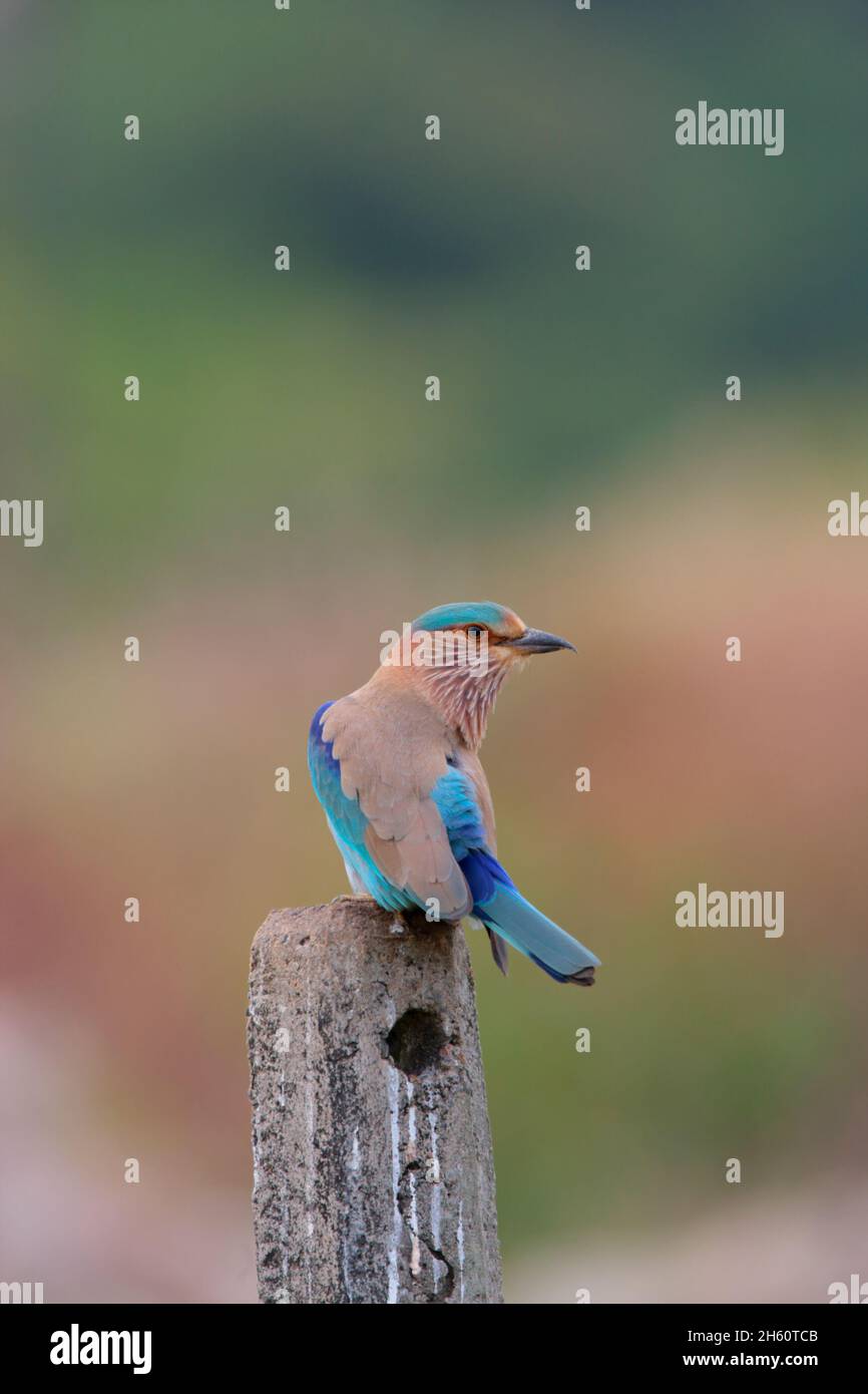 Un rouleau indien adulte (Coracias benghalensis) perché sur un poste dans l'état indien de Goa Banque D'Images