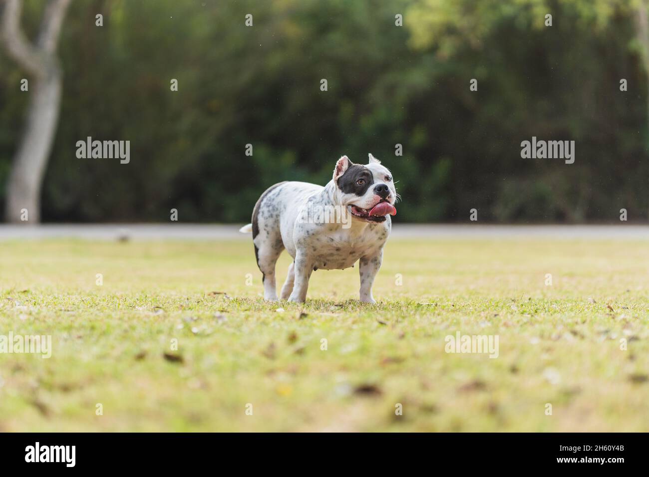 Chien de taureau américain noir et blanc debout dans un parc Banque D'Images