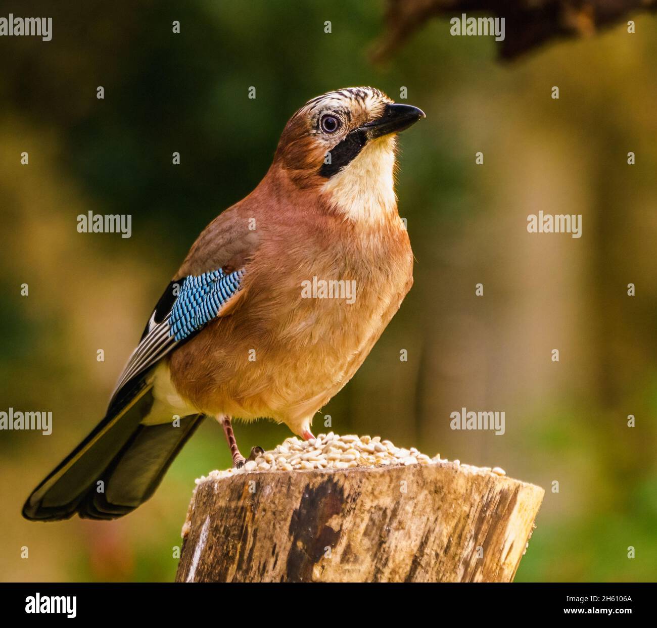 Jay eurasien au repos dans le jardin des Cotswolds Banque D'Images