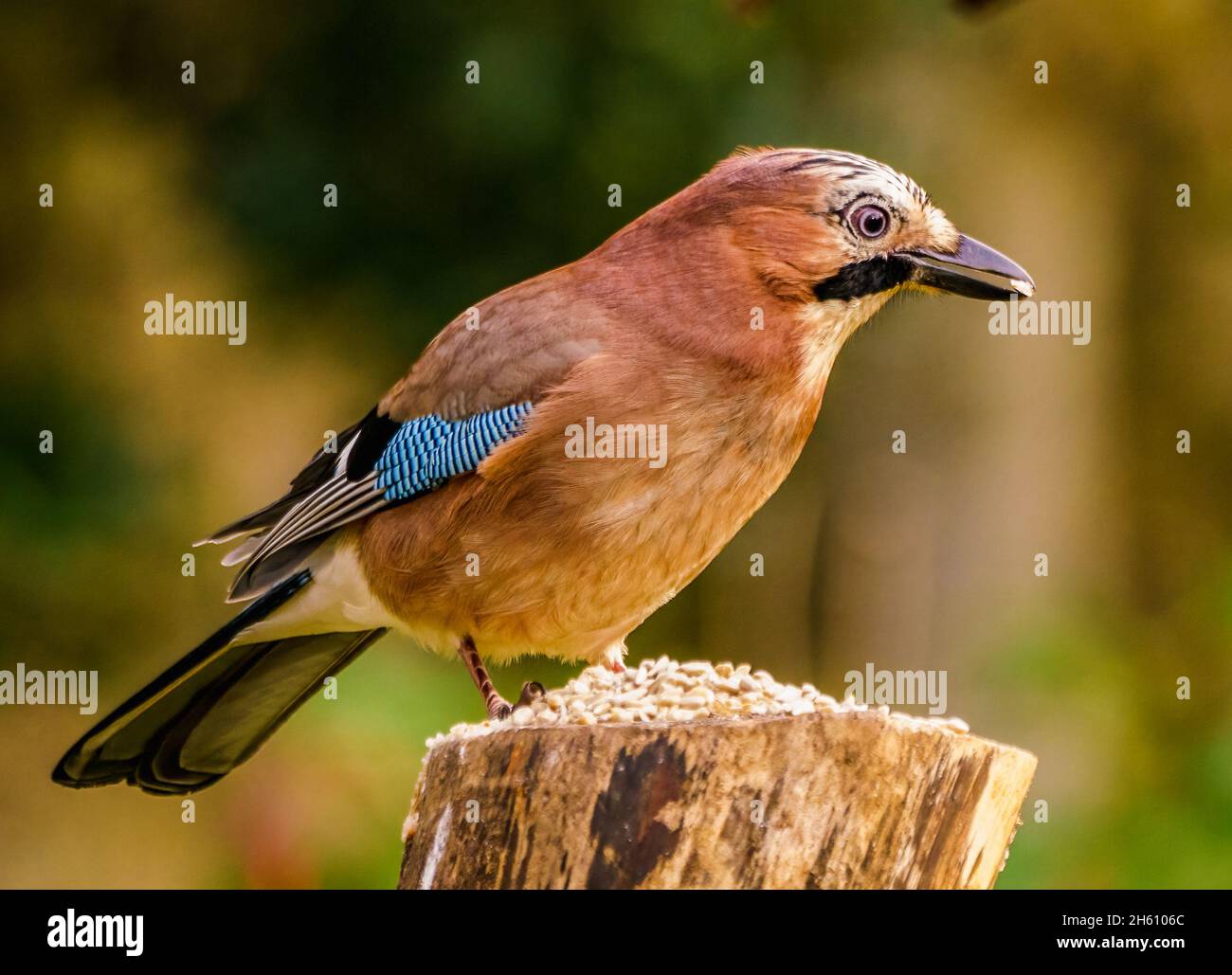 Jay eurasien au repos dans le jardin des Cotswolds Banque D'Images