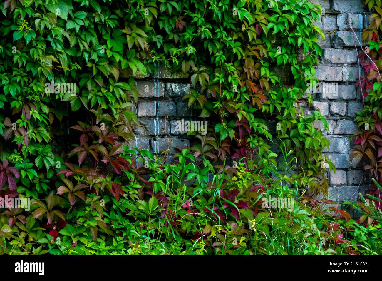 Parthenocissus quinquefolia, connu sous le nom de Virginia rampante, Victoria rampante, cinq feuilles de lierre.Feuillage vert sur le mur de briques blanches.Arrière-plan naturel.Élevée Banque D'Images