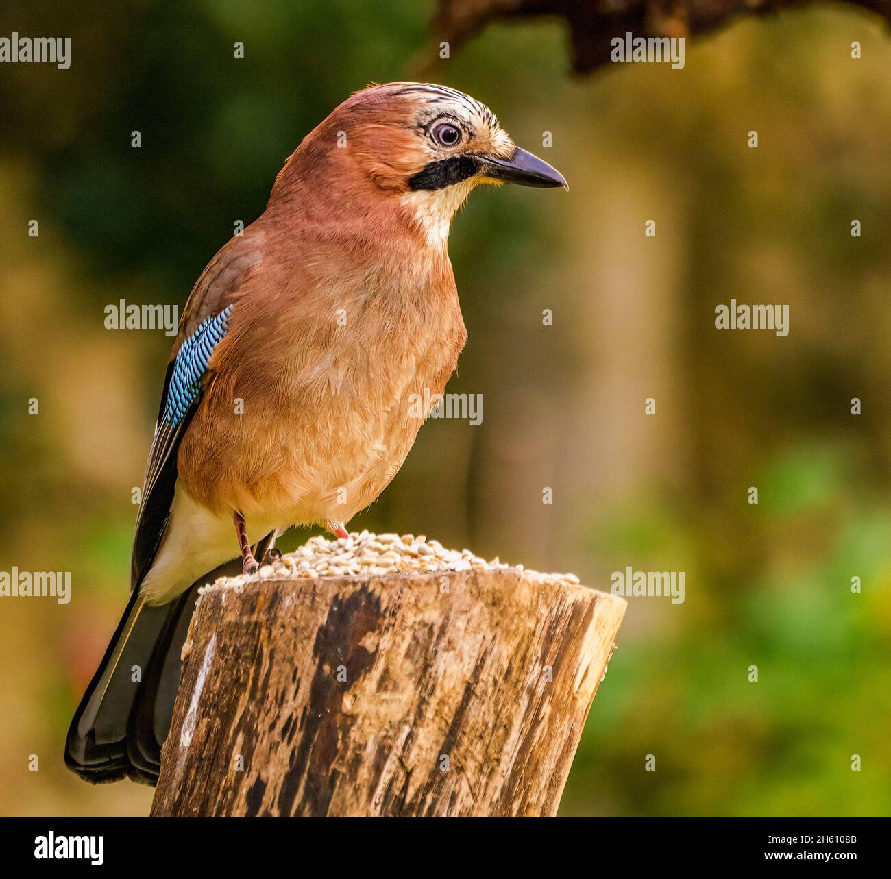 Jay eurasien au repos dans le jardin des Cotswolds Banque D'Images