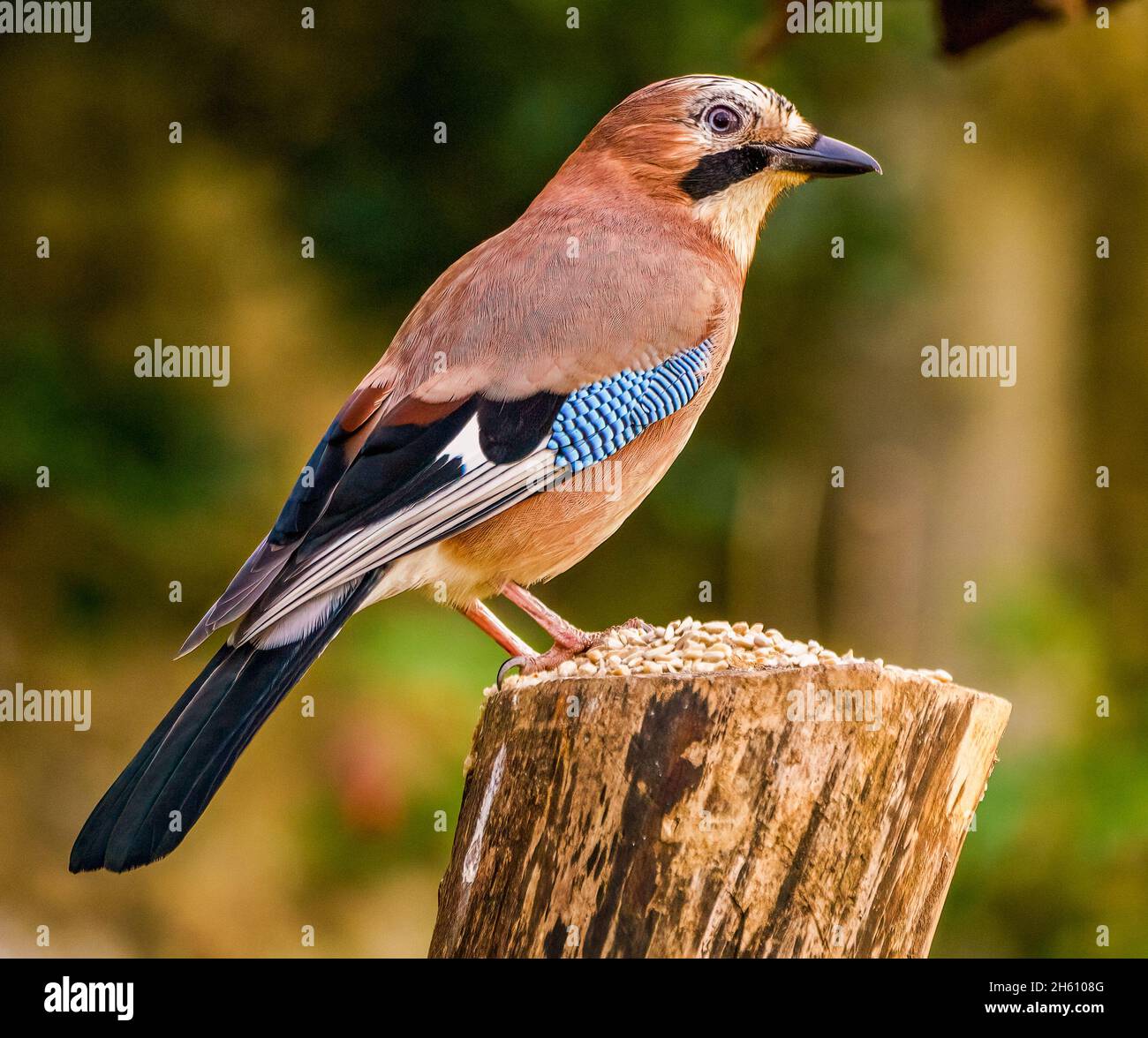 Jay eurasien au repos dans le jardin des Cotswolds Banque D'Images