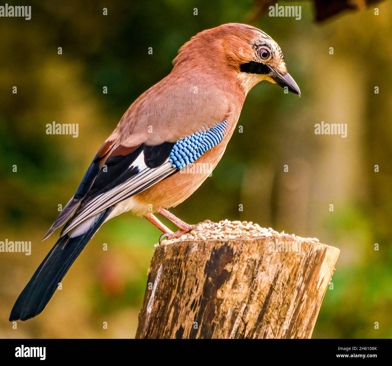 Jay eurasien au repos dans le jardin des Cotswolds Banque D'Images