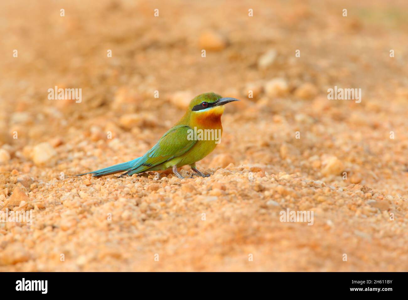 Un apicole à queue bleue (Merops phippinus) adulte dans le plumage nicheuse perché sur le sol au Sri Lanka Banque D'Images