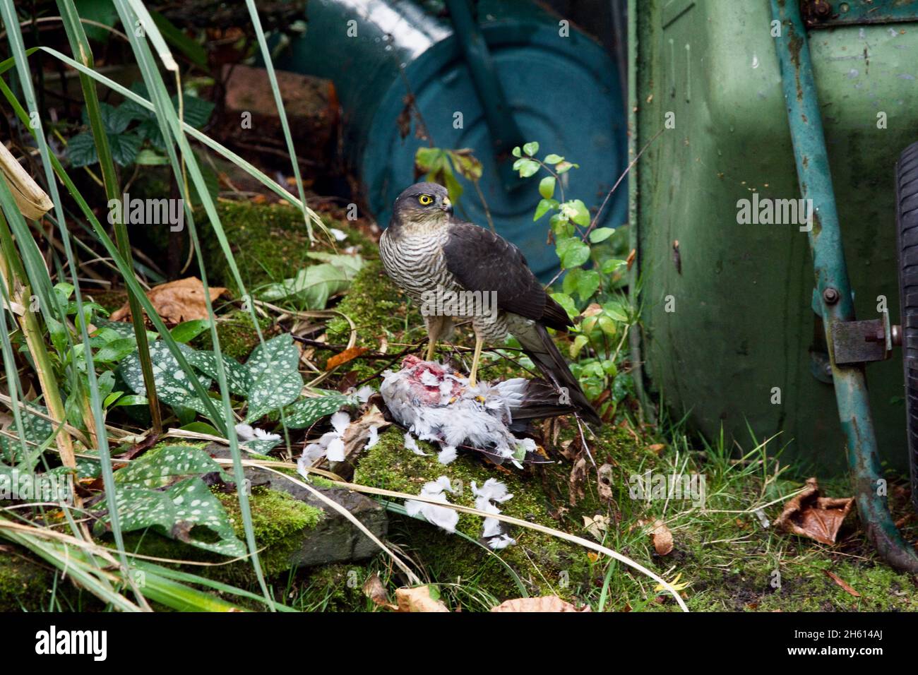 Sparrowhawk s'assit au-dessus d'un pigeon mort, entouré de plumes.Sparrowhawk (Accipiter nisus) manger un pigeon de bois (Columba palumbus). Banque D'Images