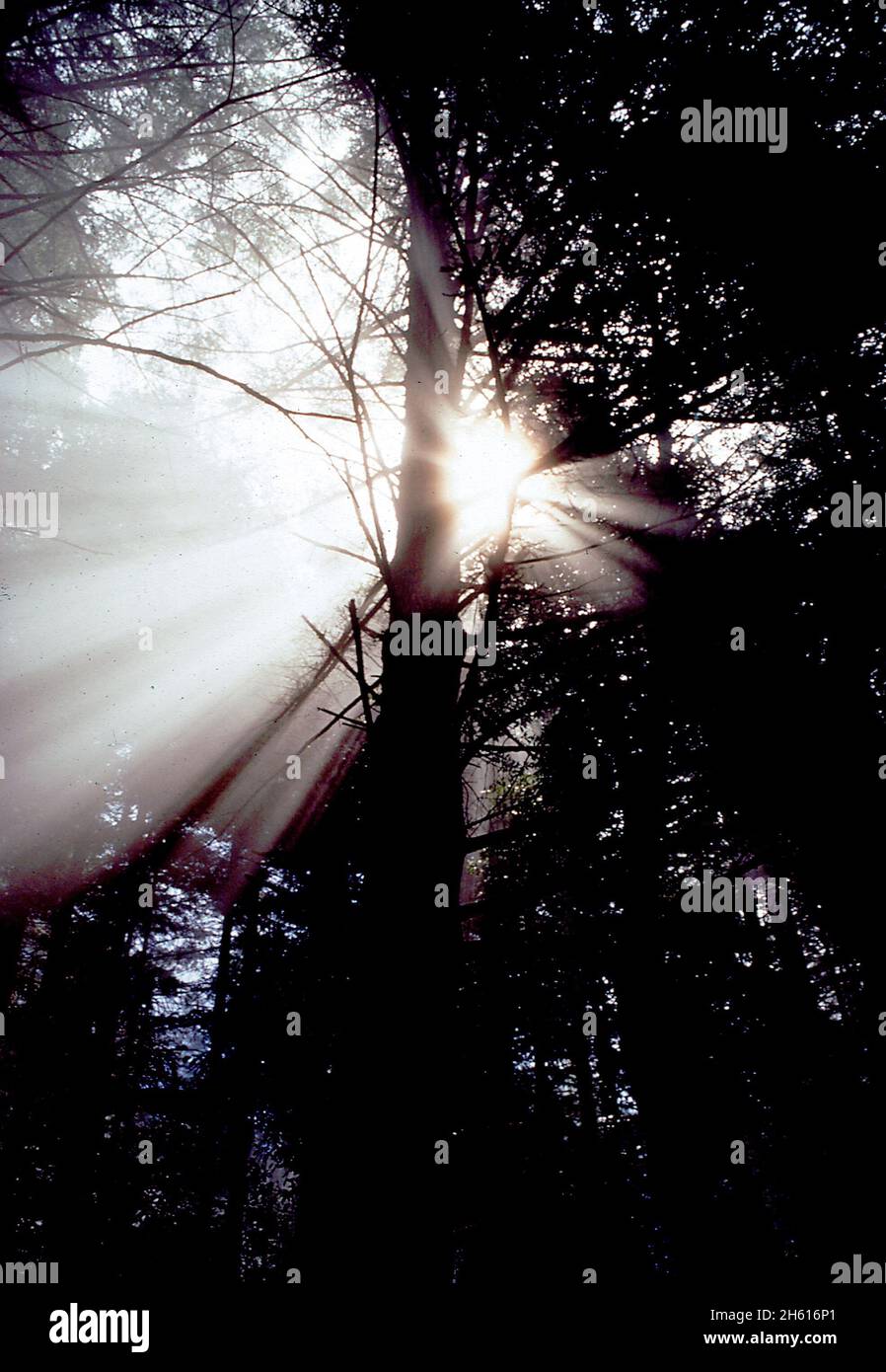 Amérique des années 1970 : filtrage de la lumière du soleil à travers les pinèdes dans la forêt californienne ca.1972 Banque D'Images