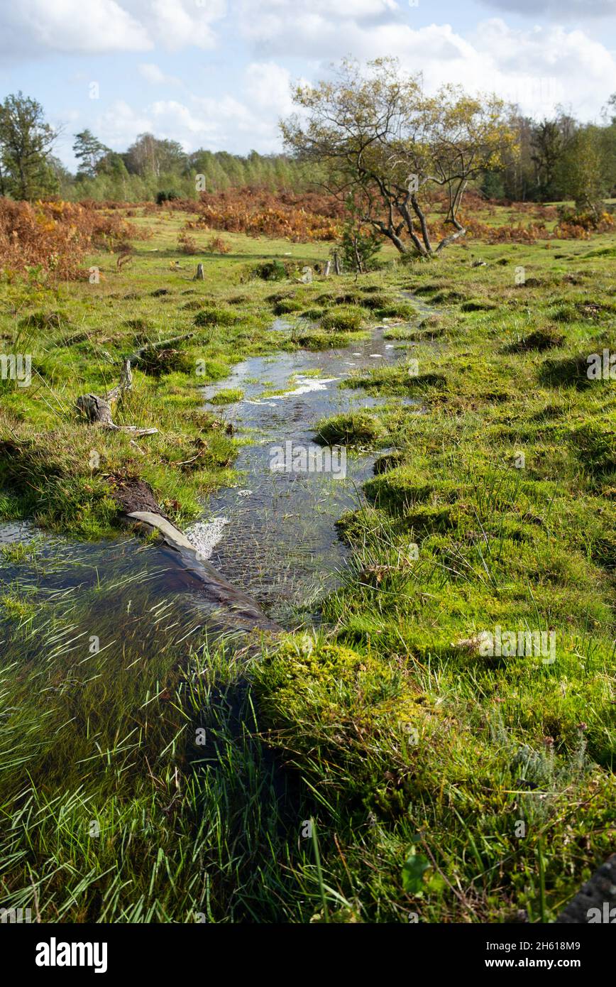 Les travaux de conservation pour former des cours d'eau naturels dans le New Forest Hampshire Royaume-Uni, les prés de la lande et les prairies humides aident la faune et la biodiversité. Banque D'Images