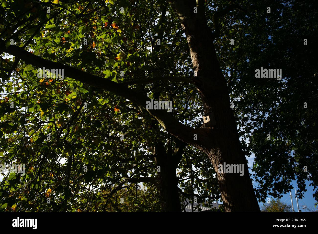 Une photo grand angle d'une boîte de nid prise par la lumière dans un grand arbre de ville.Nichoirs placés dans le centre-ville de Southampton pour encourager la faune. Banque D'Images