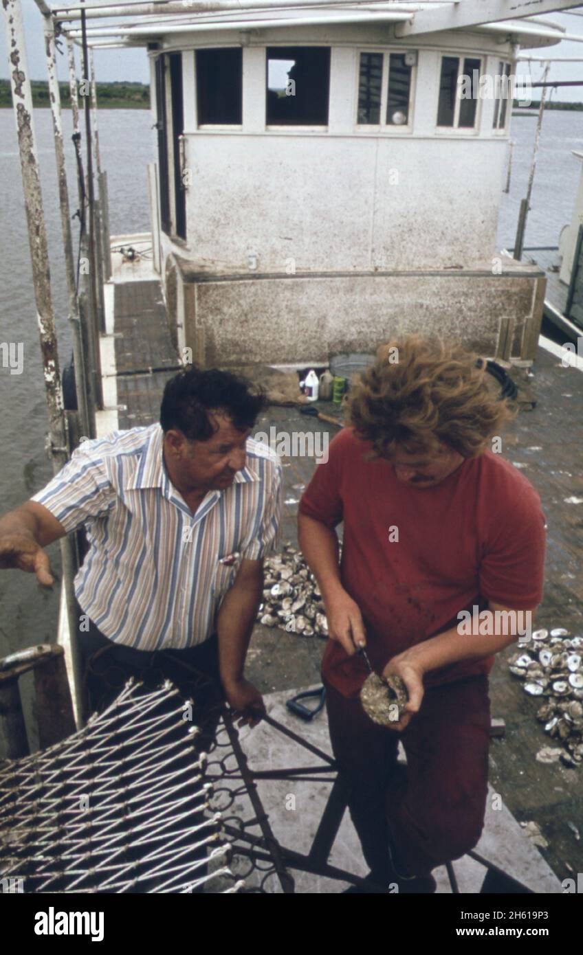 Les oystermen du lac Borgne prétendent que les eaux d'inondation du fleuve Mississippi ont pollué leurs lits d'huîtres.À bord du bateau du capitaine Pete Tesvich, ils recueillent des preuves de leur cas.Oystermen et un groupe d'ingénieurs du corps de l'armée américaine des biologistes examinent les huîtres mortes et malades ca.Juin 1973 Banque D'Images