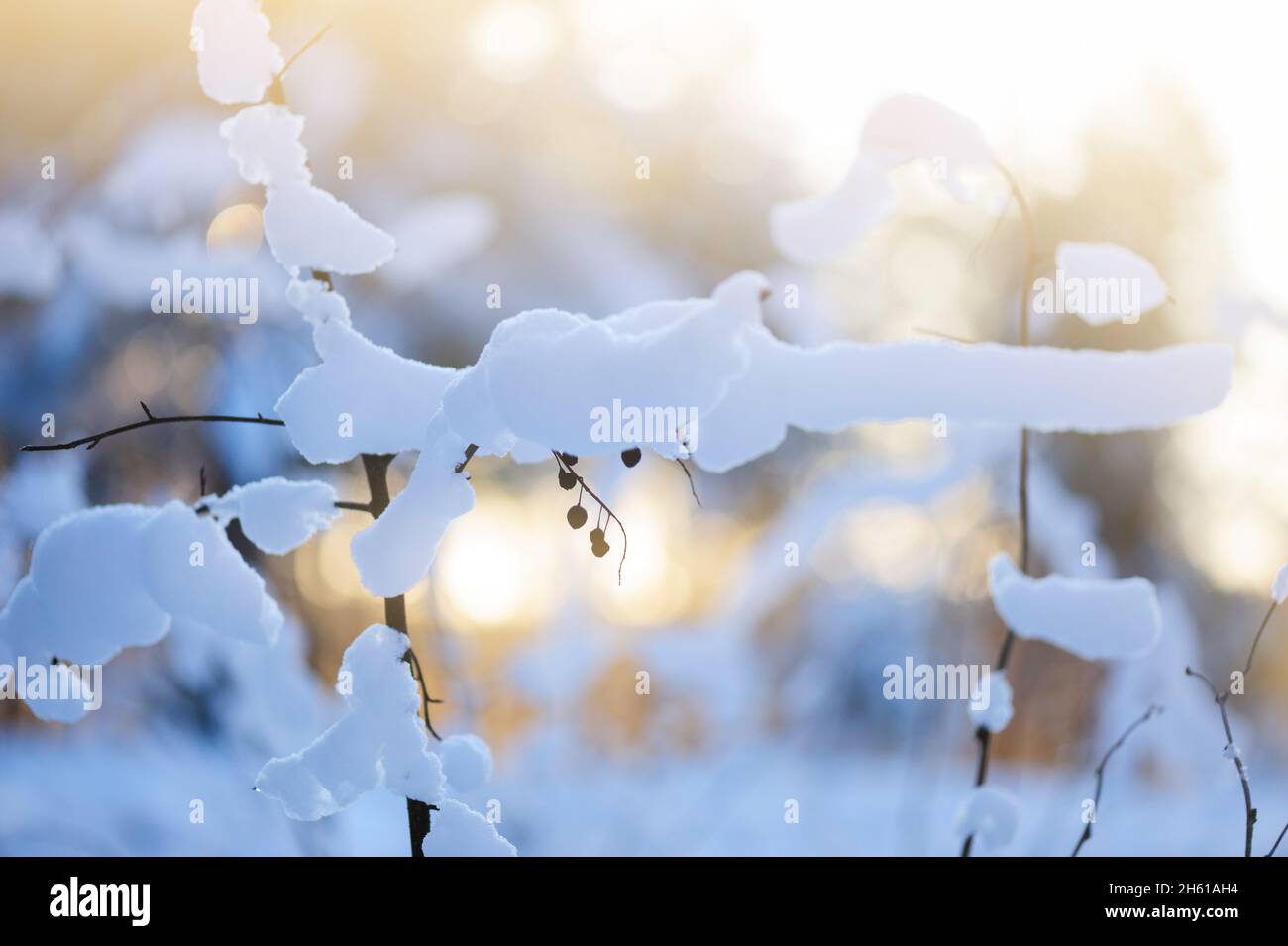 Scène d'hiver - plantes séchées couvertes de neige Banque D'Images