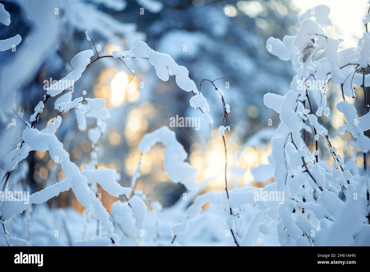 Scène d'hiver - plantes séchées couvertes de neige Banque D'Images