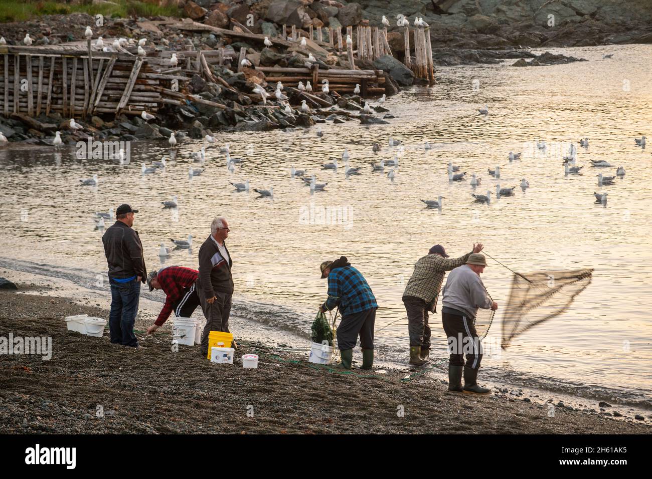 Résidents locaux qui pêchent avec des filets de fonte pour le capelan, Wild Cove, Terre-Neuve-et-Labrador, T.-N.-L., Canada Banque D'Images