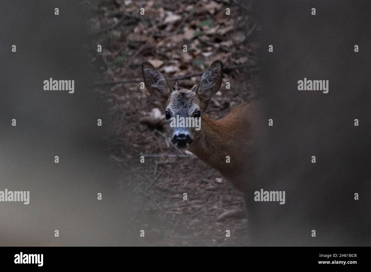 Roe buck yearling avec de très petits bois, regardant de l'œil à l'œil avec le photographe. Banque D'Images