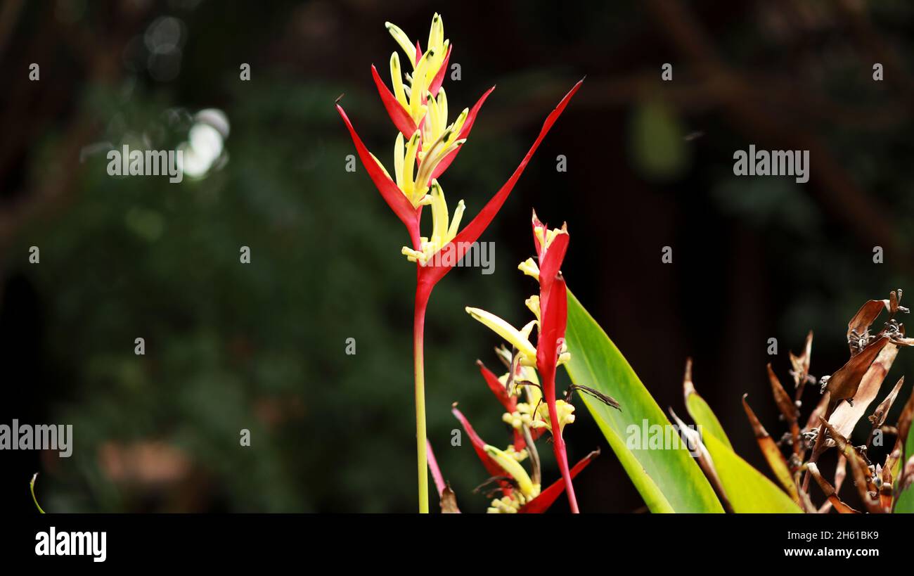 Heliconias - Grande gamme d'Heliconias avec feuille de banane verte Banque D'Images