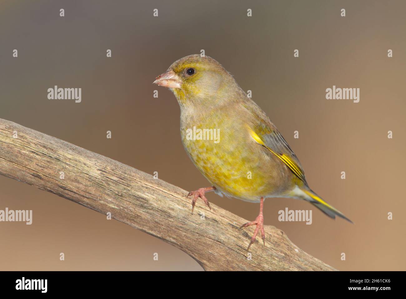 Un mâle adulte Greenfinch (Chloris chloris) en hiver dans un jardin en Grande-Bretagne Banque D'Images