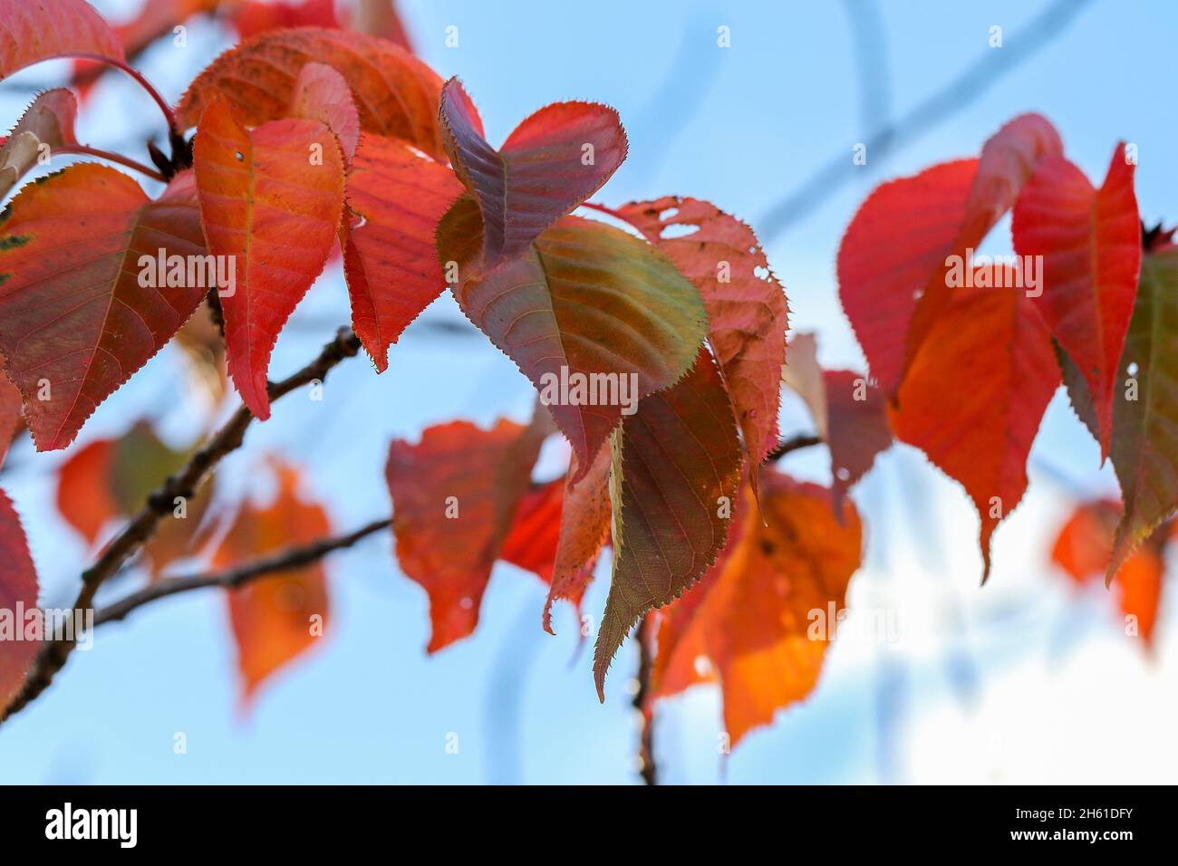 Feuilles de Tupelo rouge orange coloré ou de Gomme noir pendant la saison d'automne.Feuillage en forme de coeur 'Nyssa sylvatica'.Dublin, Irlande Banque D'Images