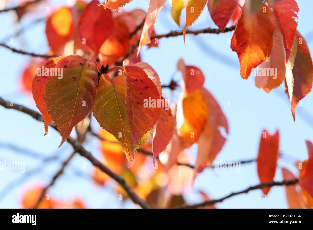 Feuilles d'automne aux couleurs orange rouges saisonnières, nature macro.Tupelo ou Black Gum 'Nyssa sylvatica' sur la branche.Un arrière-plan doux et rêveur.Dublin, Irlande Banque D'Images