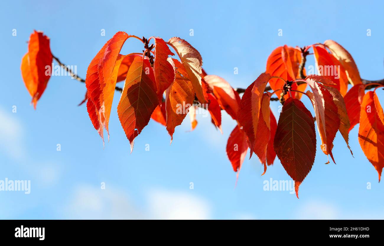 Orange vif Tupelo ou Gomme noire feuilles sur branche horizontale pendant la bannière automne.'Nyssa sylvatica'.Dublin, Irlande Banque D'Images
