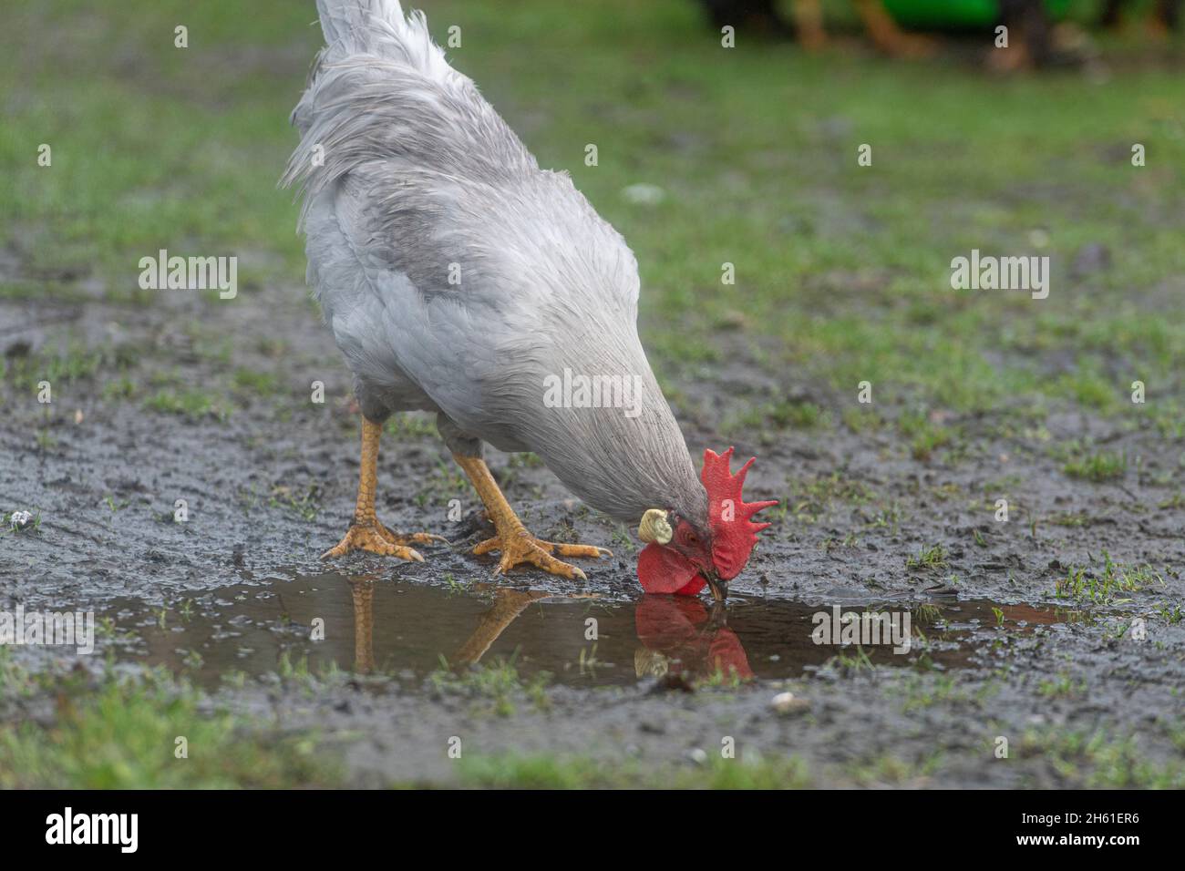 Coq lilas leghorn Banque D'Images