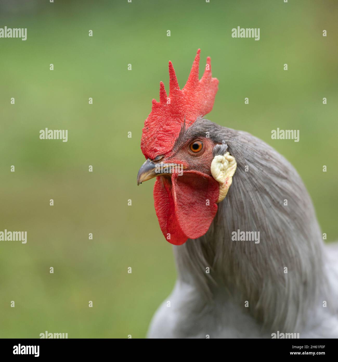 Coq lilas leghorn Banque D'Images
