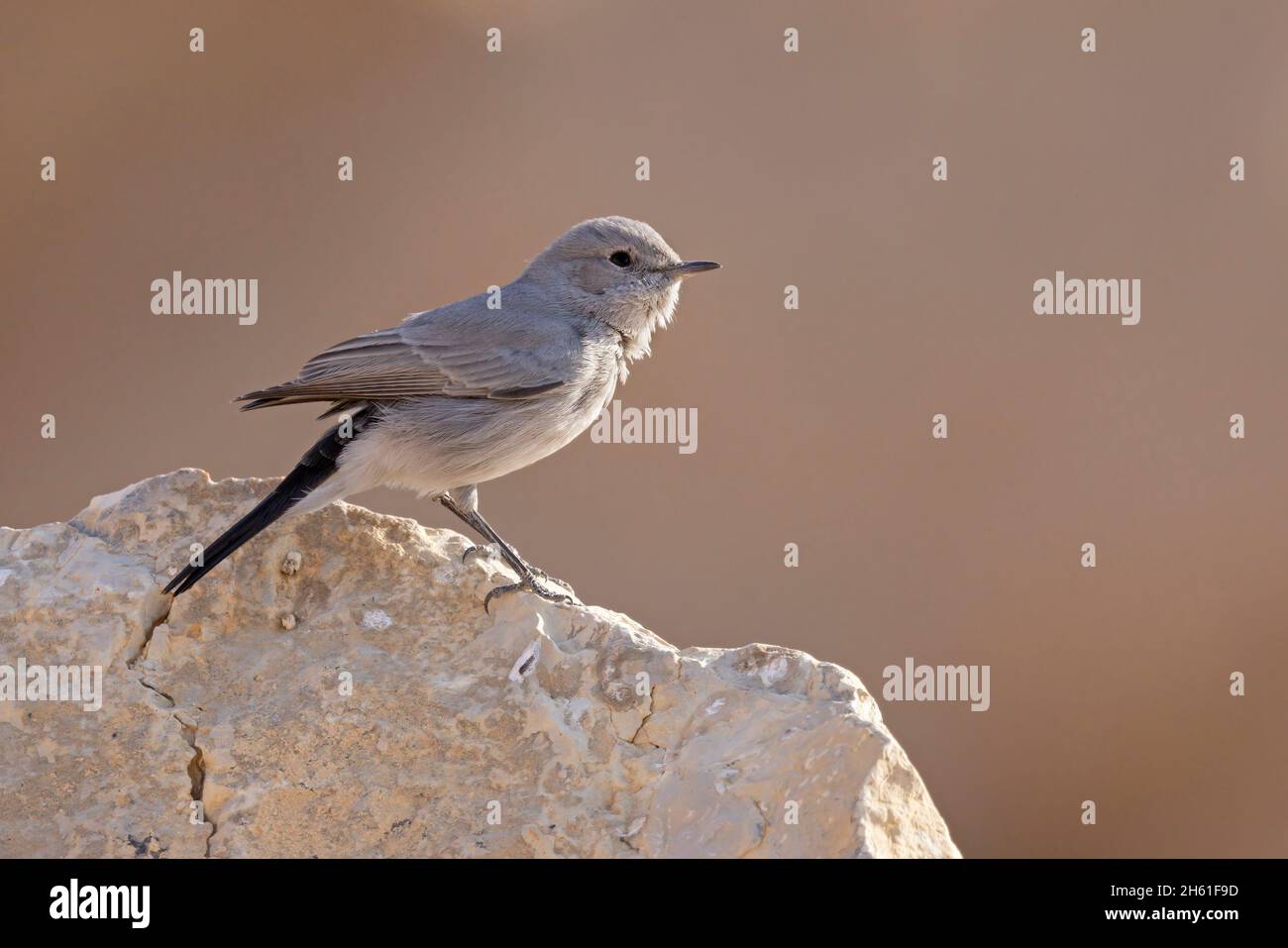 Blackstart, Mount nebo wester Slope, Jordanie, octobre 2021 Banque D'Images