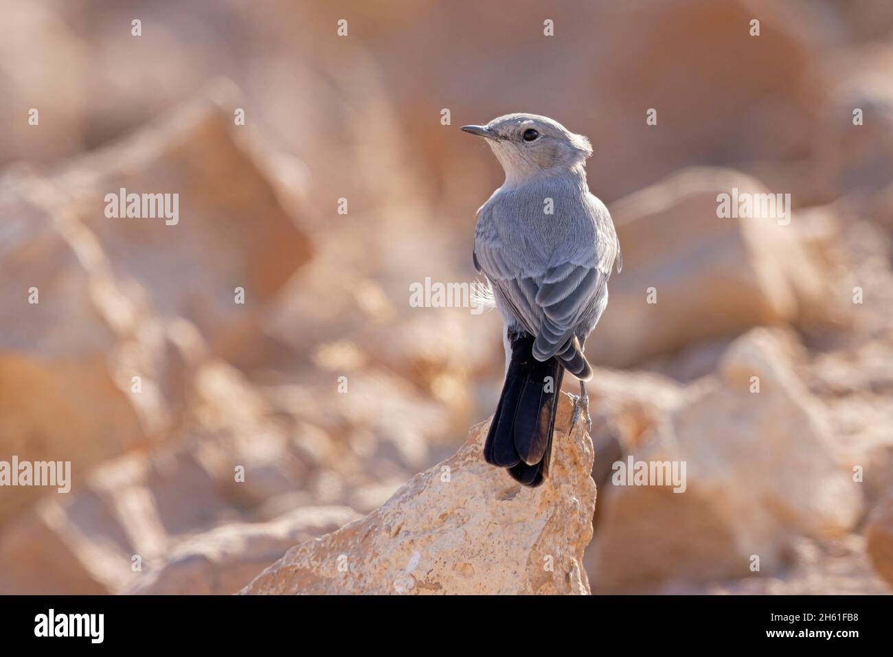 Blackstart, Mount nebo wester Slope, Jordanie, octobre 2021 Banque D'Images