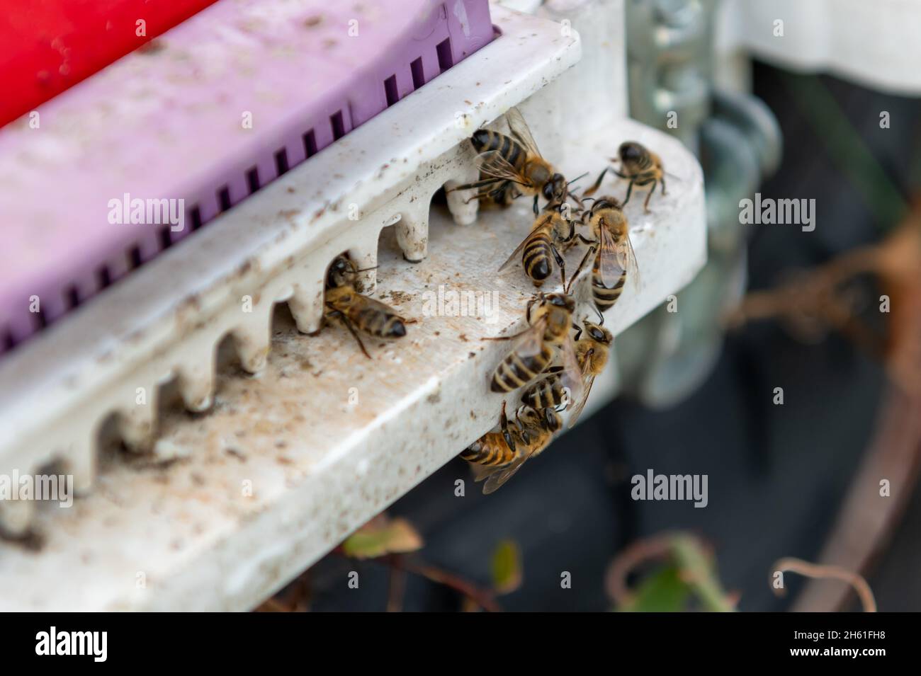 Gros plan des abeilles et des ruches. Banque D'Images