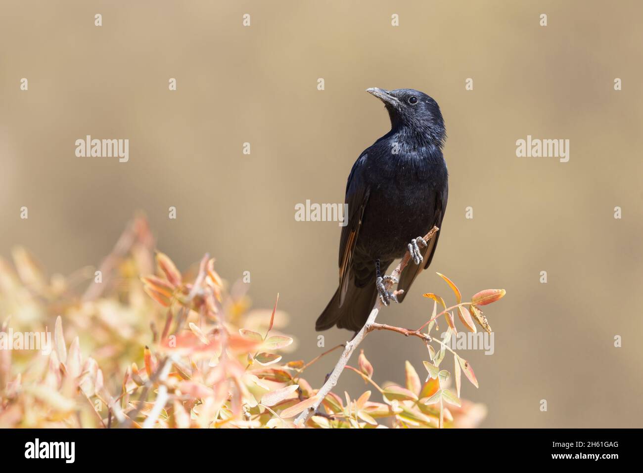 Tristram's Starling, Réserve de biosphère Dana, Jordanie, octobre 2021 Banque D'Images