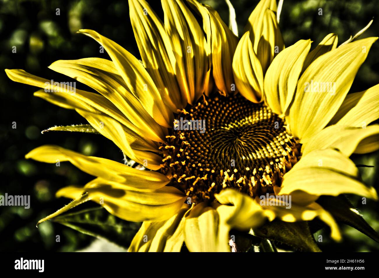Gros plan d'un tournesol avec effet spectaculaire Banque D'Images