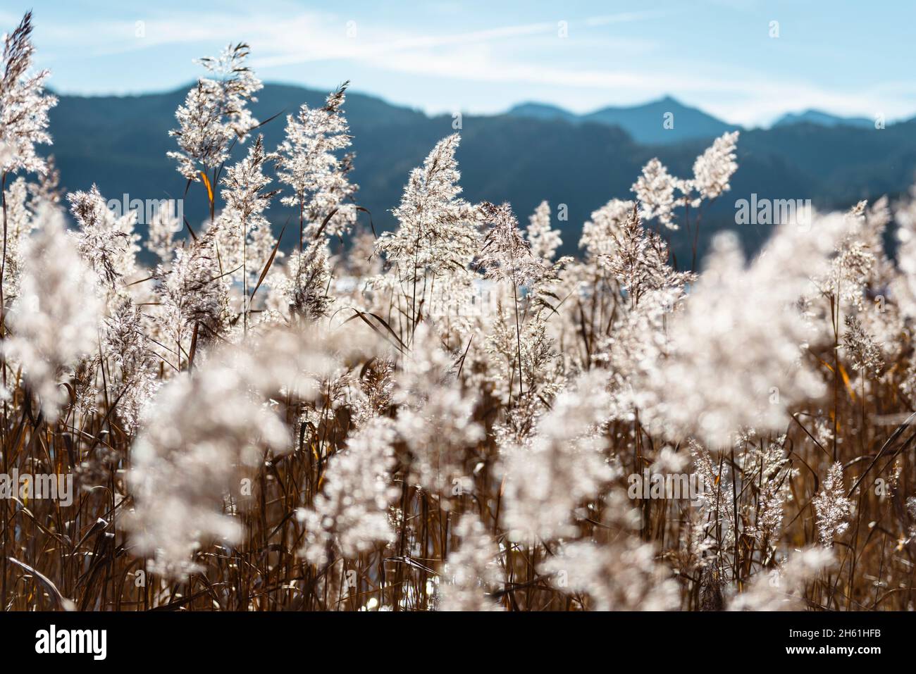 Roseaux sur la rive du lac Walchen en face du paysage de montagne automnal des Alpes bavaroises au soleil, Allemagne Banque D'Images