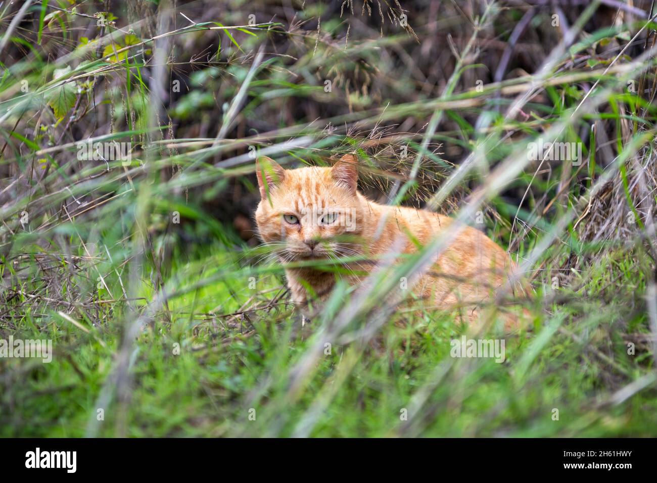 Un chat sauvage de retour à la nature regardant à travers l'herbe. Banque D'Images