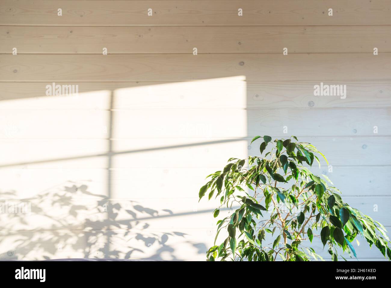 Ficus benjamina - photo de fond avec la plante et son ombre sur le mur blanc en bois Banque D'Images