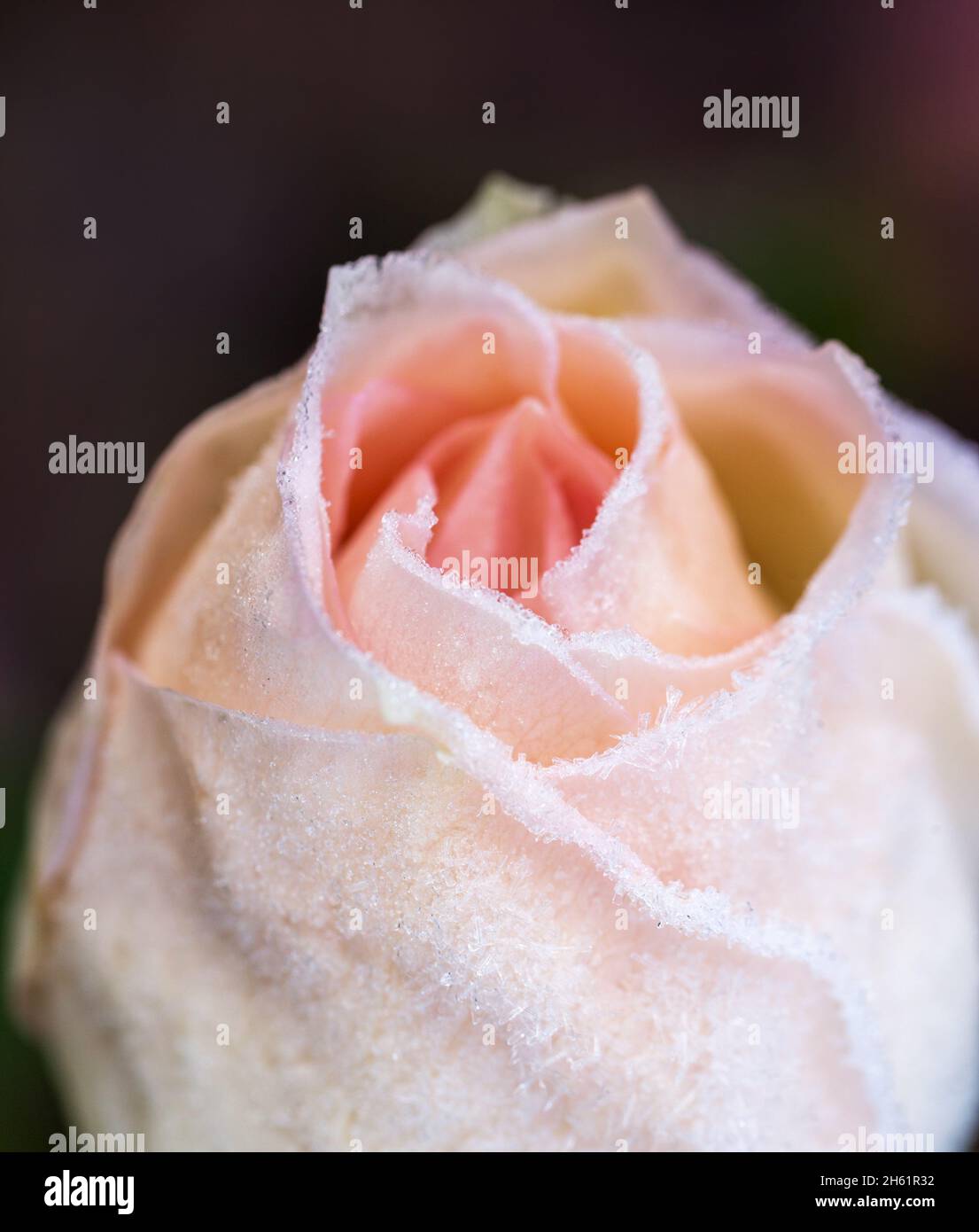 Libre d'une rose rose couverts par matin givre Banque D'Images