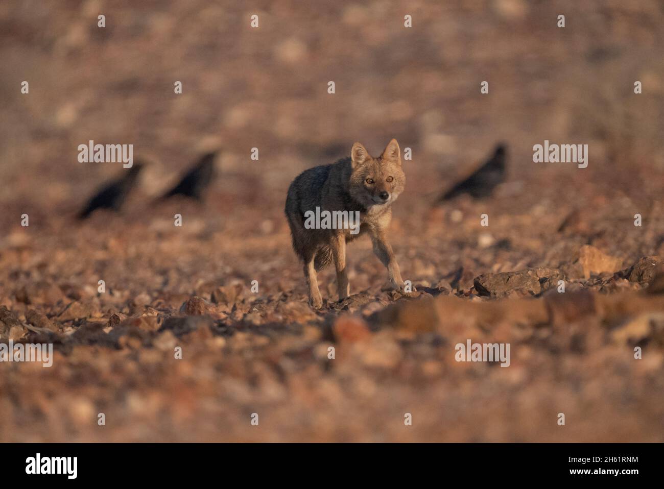 Jackal d'or (Canis lupus arabes) Banque D'Images