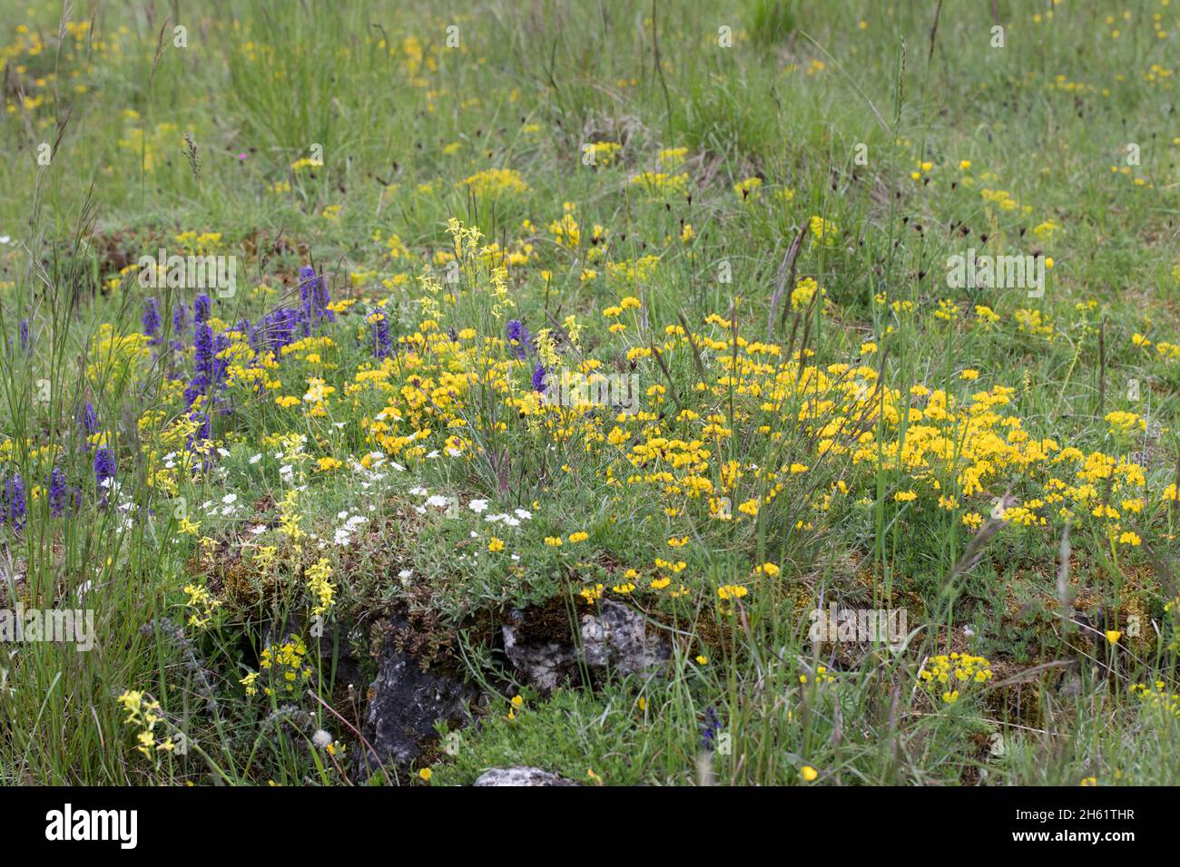 Blumenwiese, prairie à fleurs Banque D'Images