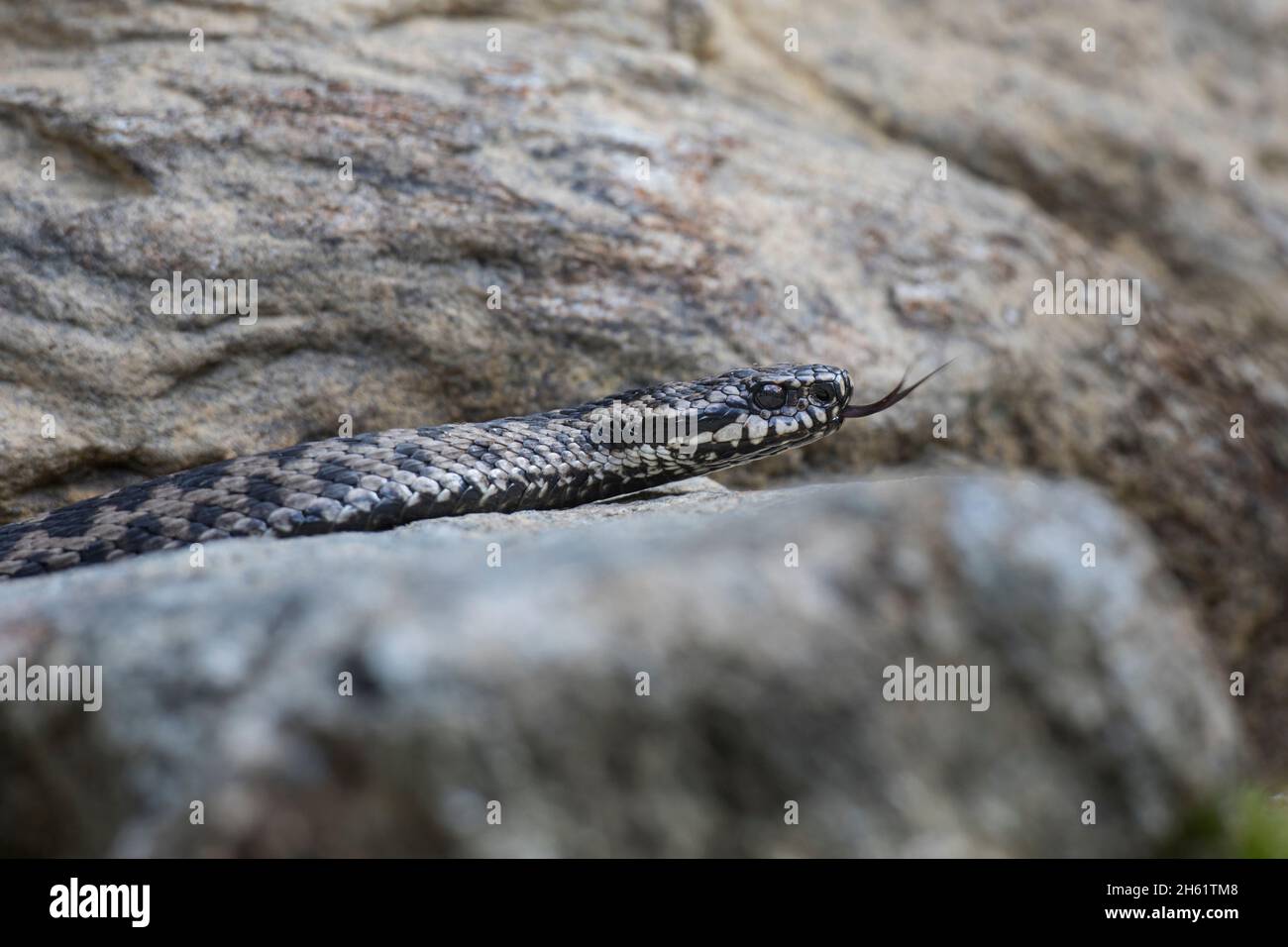 Kreuzotter, Vipera berus, additionneur européen commun Banque D'Images