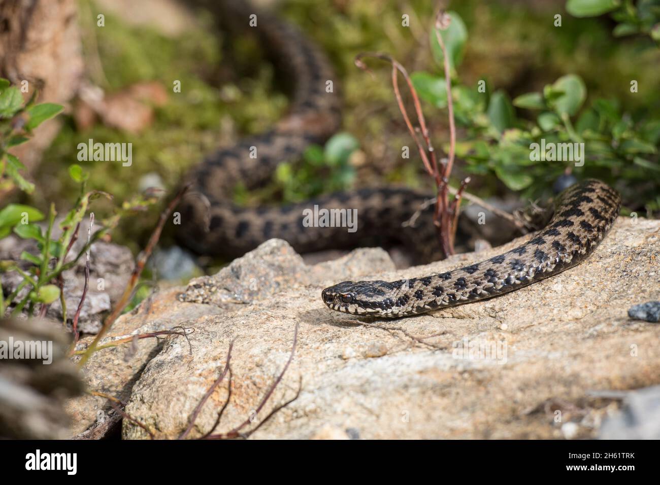 Kreuzotter, Vipera berus, additionneur européen commun Banque D'Images