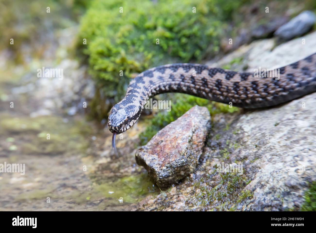 Kreuzotter, Vipera berus, additionneur européen commun Banque D'Images