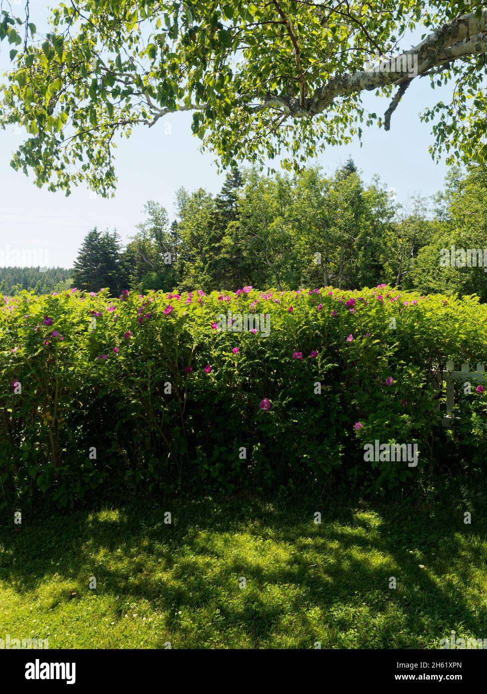 anne of green gables',auteure lucy maude montgomery,canada,histoire fictive,sentier en bois hanté,île du prince edward Banque D'Images