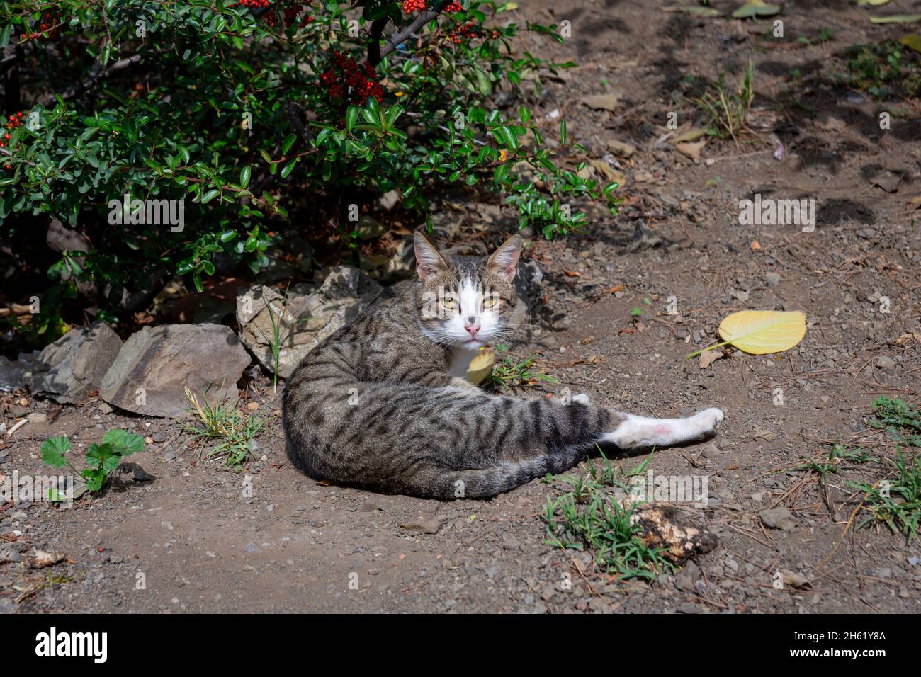 Un chat de tigre gris multicolore est situé sur le côté de la route à côté d'un buisson vert.Portrait d'un chat sauvage.Chats sans abri dans les rues de Tbilissi. Banque D'Images