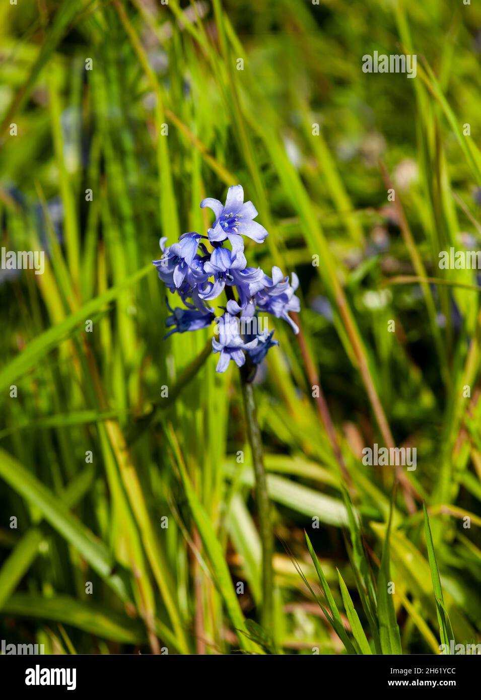 Wild Blue Bell flower blossom sur un temps d'été Banque D'Images