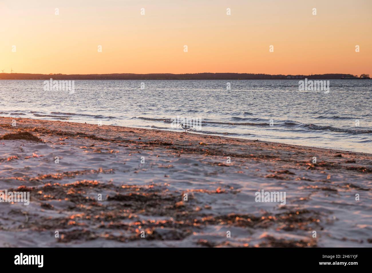 un oystercatcher au coucher du soleil sur la plage de laboe, deetschland. Banque D'Images