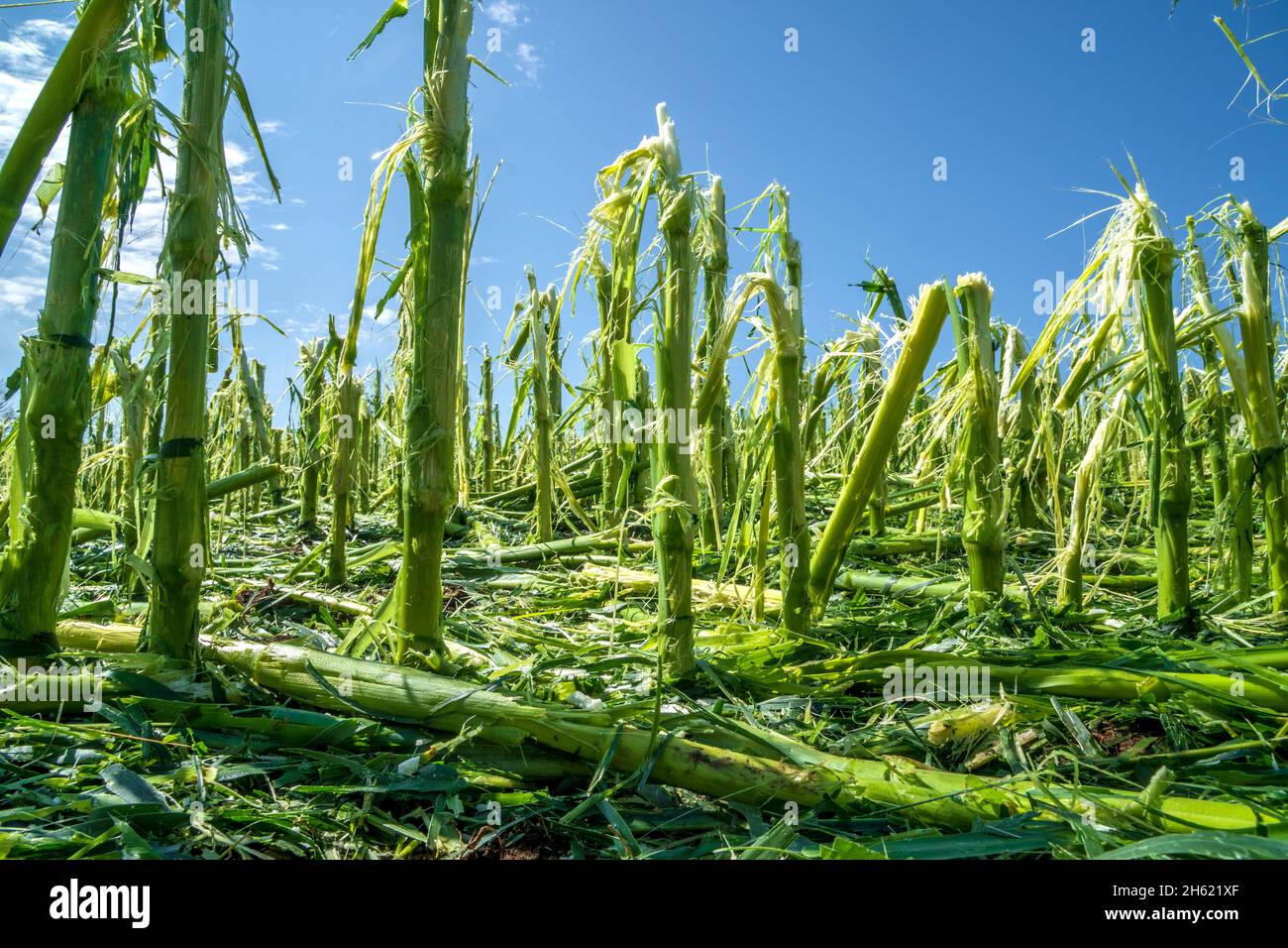 les dommages causés par la grêle et les fortes pluies détruisent l'agriculture en bavière, au nord de murnau Banque D'Images