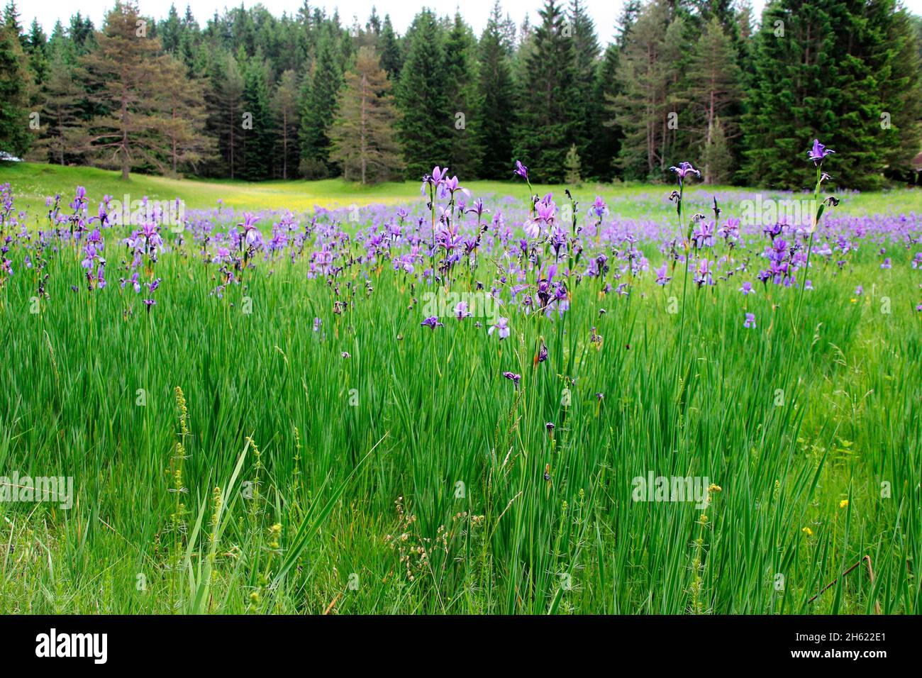 iris sibérien,iris sibirica,iris sibérien poussant sur le bord d'un pré humide,alpenwelt karwendel,mittenwald,allemagne,bavière,haute-bavière Banque D'Images