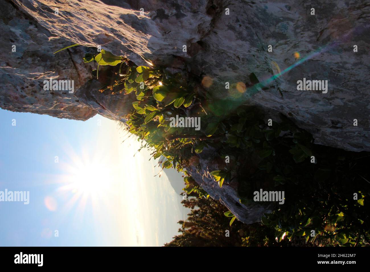 randonnée au sommet du kampenwand (1669 m) dans les alpes de chiemgau, chiemgau, pins de montagne, pin de montagne, pinus mugo) dans le rétroéclairage ensoleillé, (derrière le chiemsee, aschau, haute-bavière, bavière, sud de l'allemagne, allemagne Banque D'Images