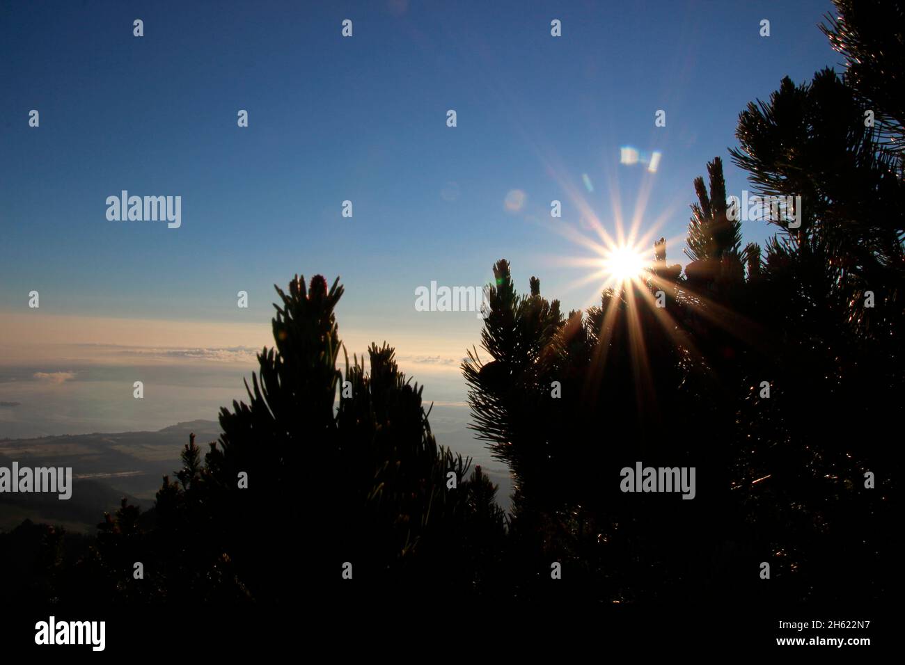 randonnée au sommet du kampenwand (1669 m) dans les alpes de chiemgau, chiemgau, pins de montagne, pin de montagne, pinus mugo) dans le rétroéclairage ensoleillé, (derrière le chiemsee, aschau, haute-bavière, bavière, sud de l'allemagne, allemagne Banque D'Images