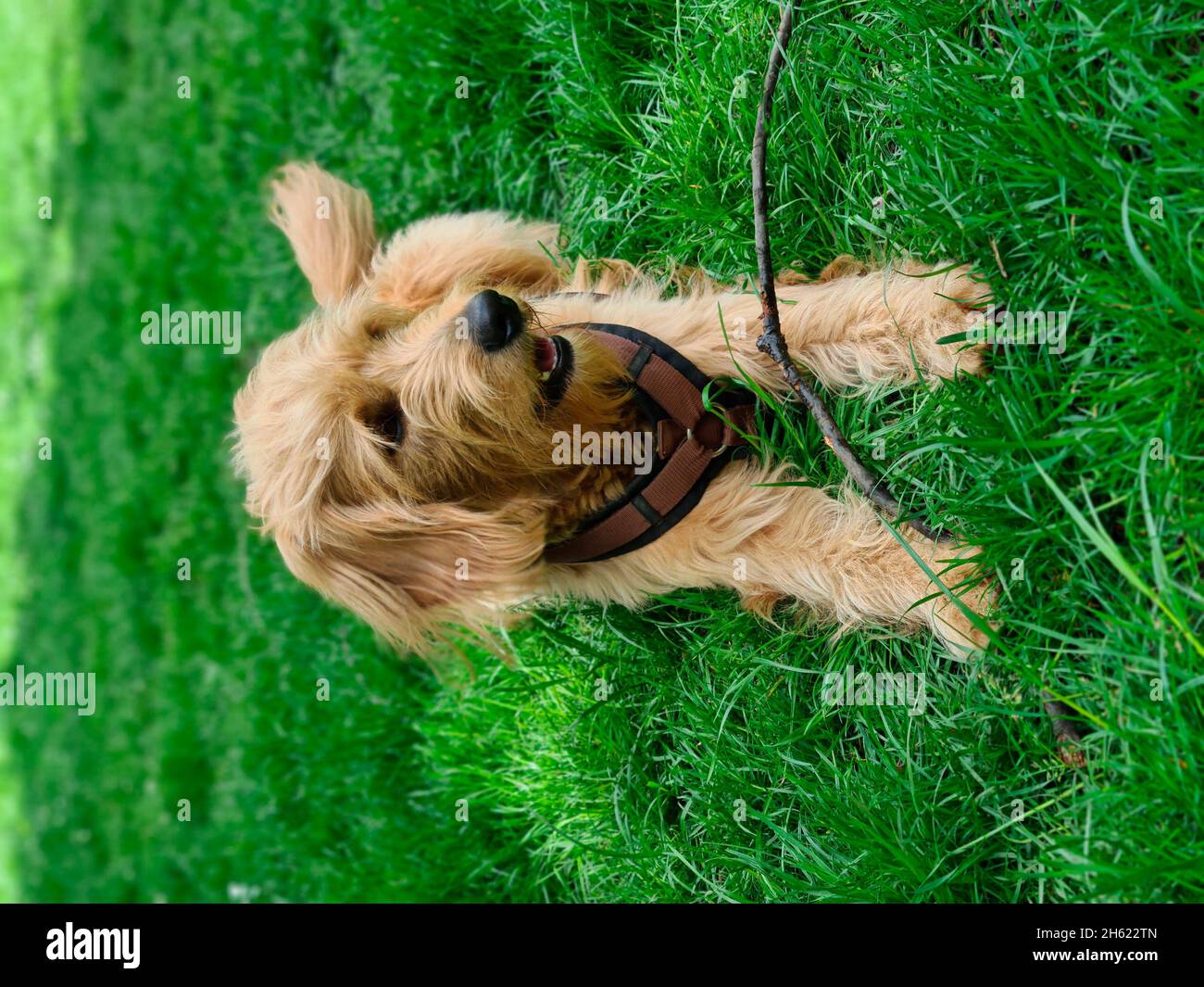 jeune chien dans la prairie (mini-traîneau à chiens) Banque D'Images